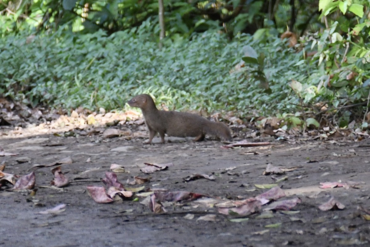 Small Indian Mongoose - ML650601807