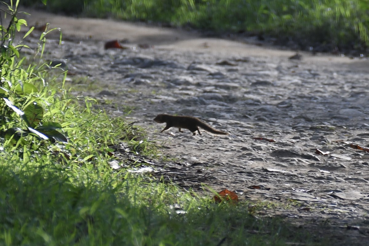 Small Indian Mongoose - ML650601809