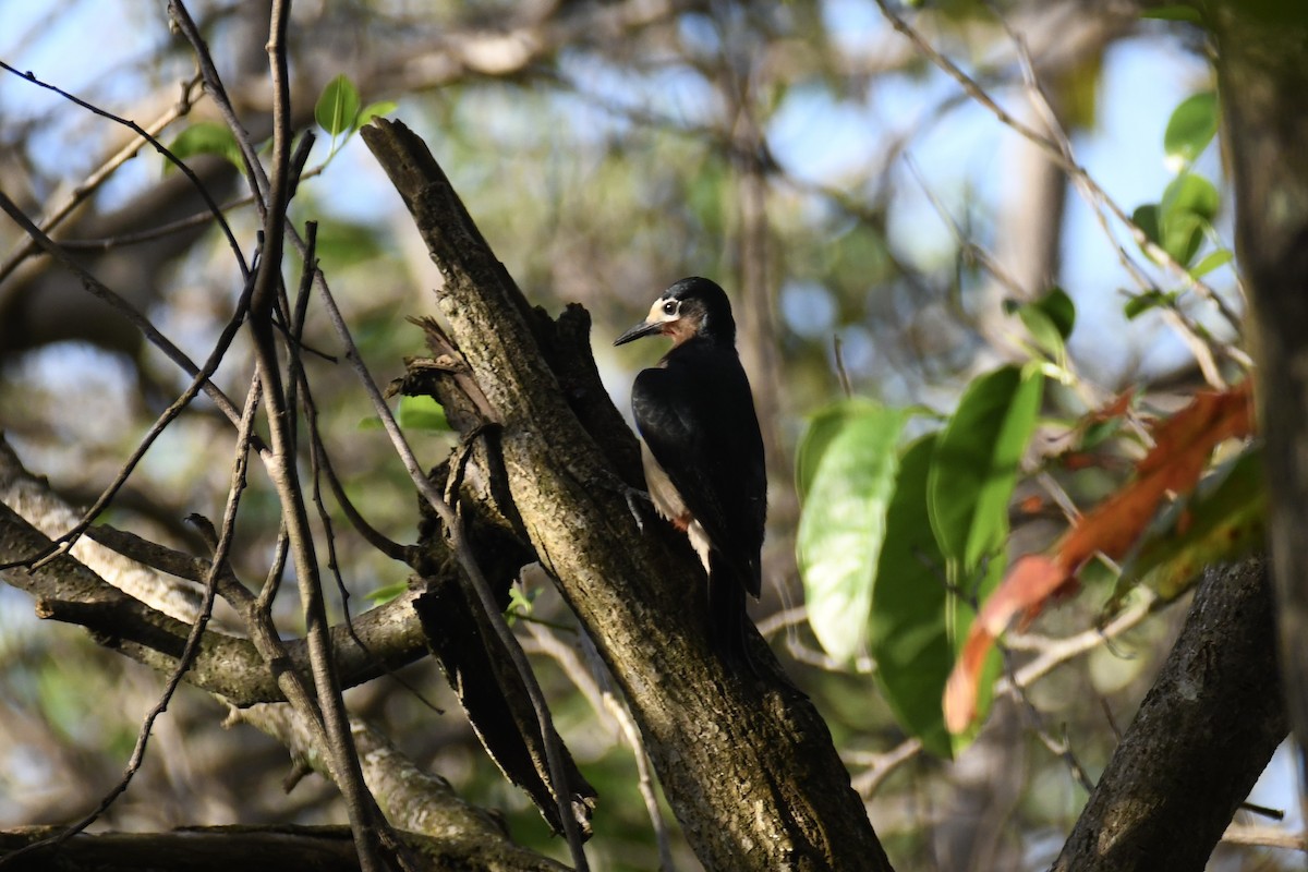 Puerto Rican Woodpecker - ML650601819