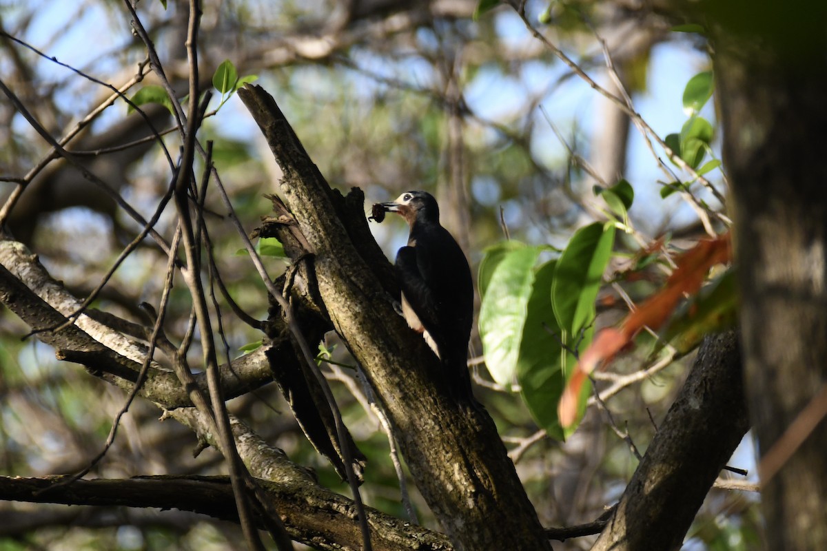 Puerto Rican Woodpecker - ML650601820