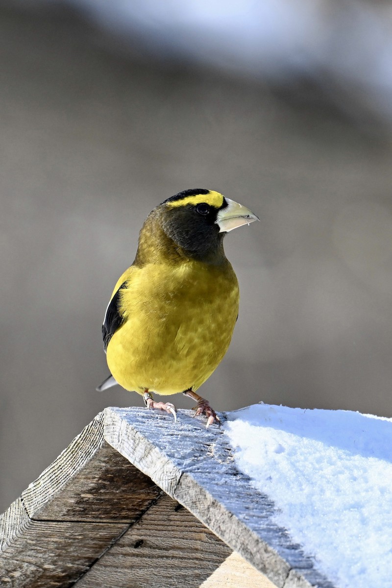 Кіпаль жовтобровий - ML650602054