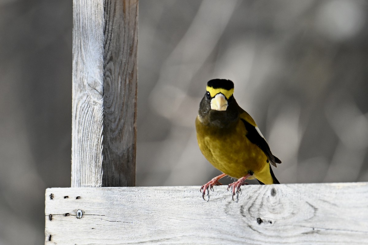 Кіпаль жовтобровий - ML650602055