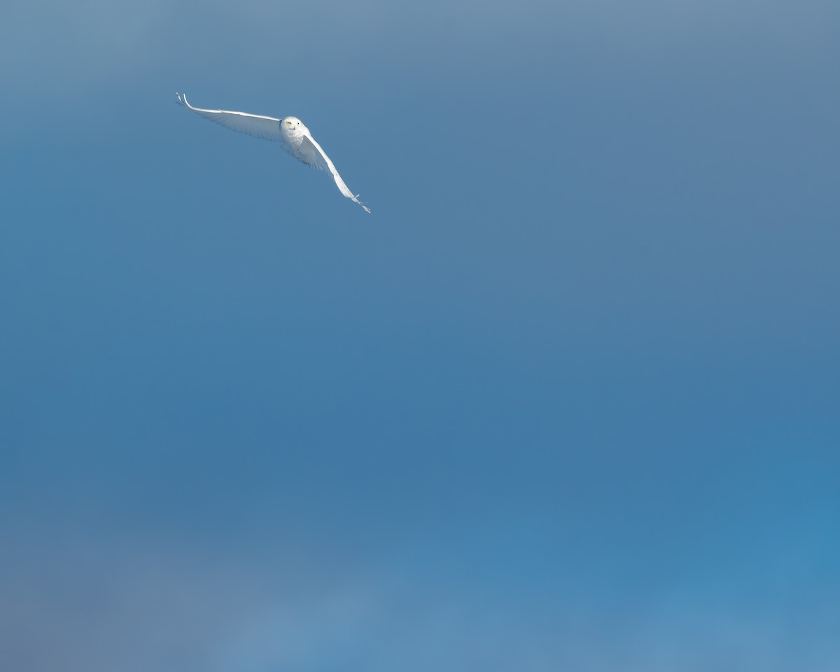 Schneeeule - ML650602150