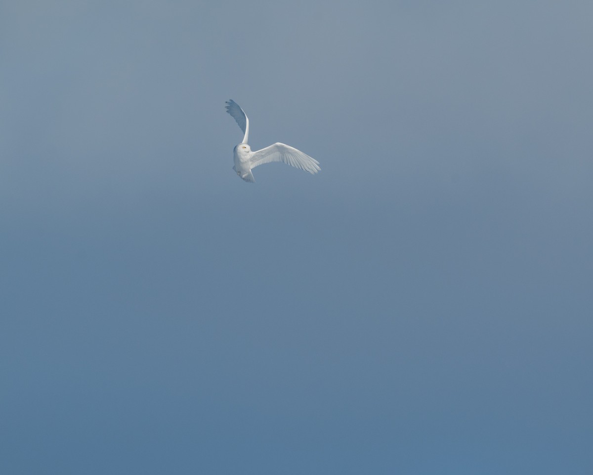 Schneeeule - ML650602151