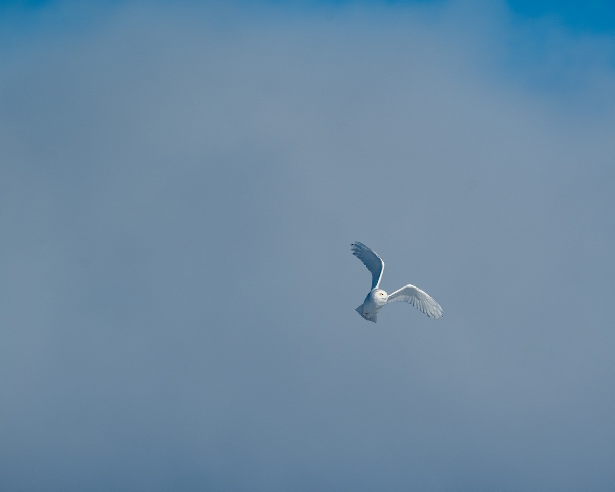 Schneeeule - ML650602152