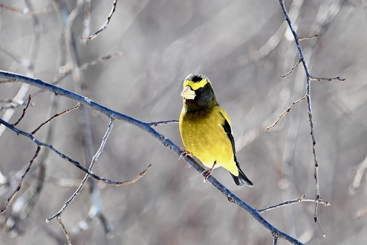 Кіпаль жовтобровий - ML650602157