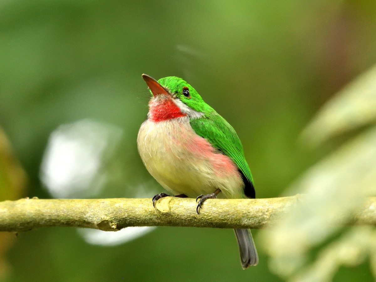 brednebbtodi - ML650602175