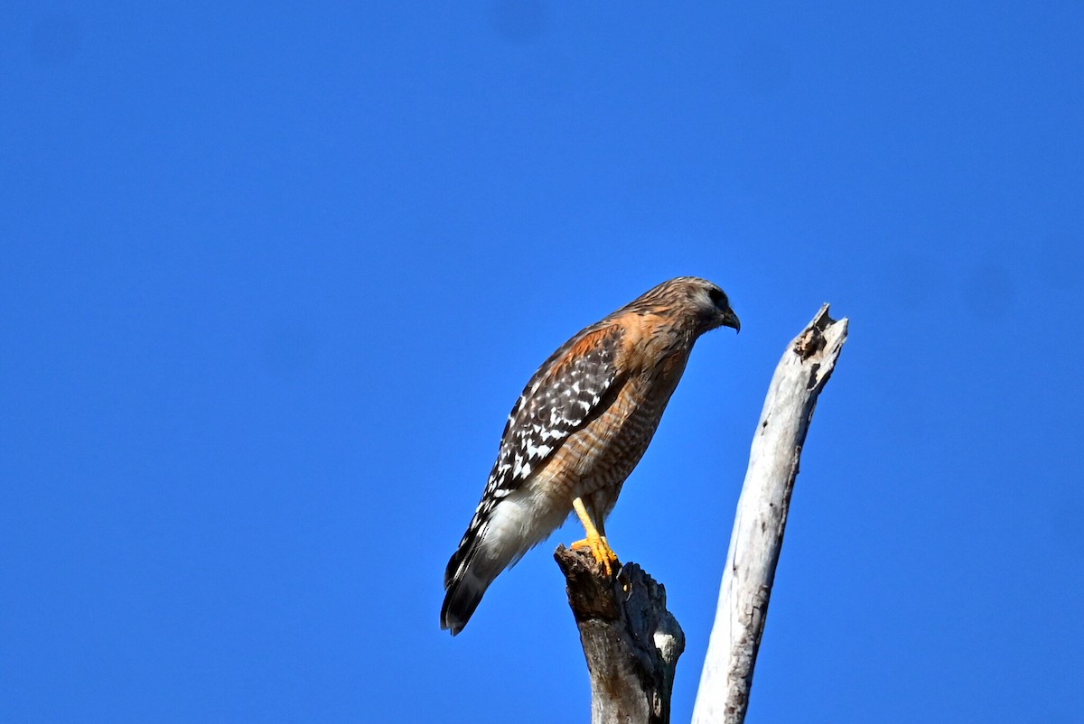 spurvefalk - ML650602180