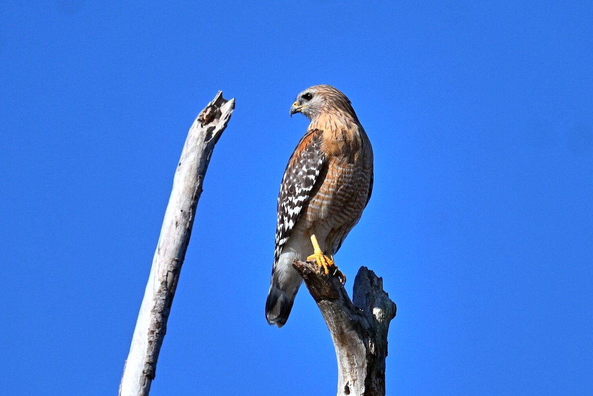 spurvefalk - ML650602184