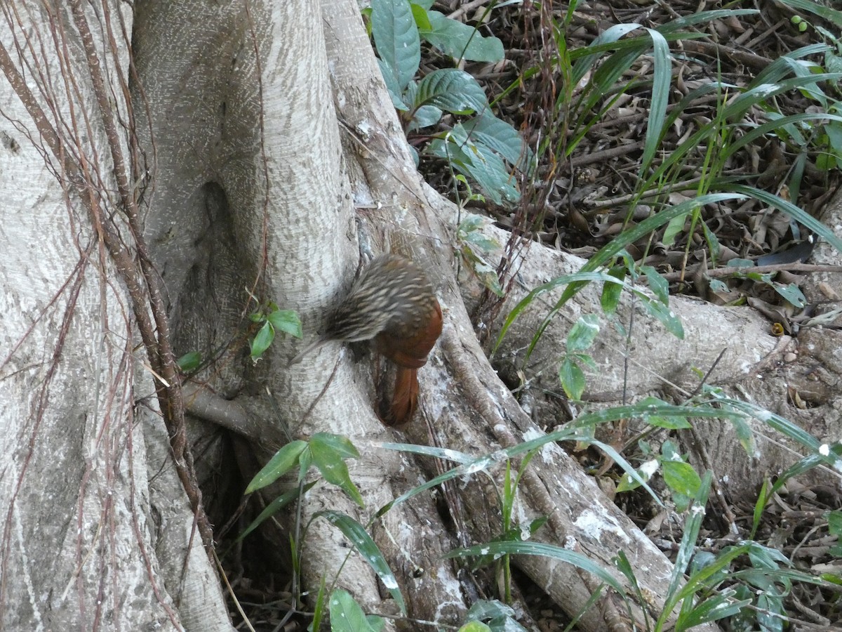 elfenbeinstreløper - ML650602185