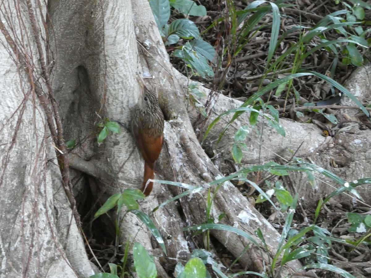 elfenbeinstreløper - ML650602186