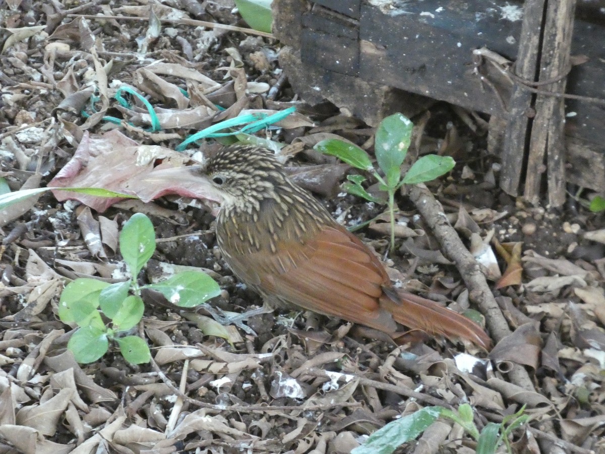 elfenbeinstreløper - ML650602187