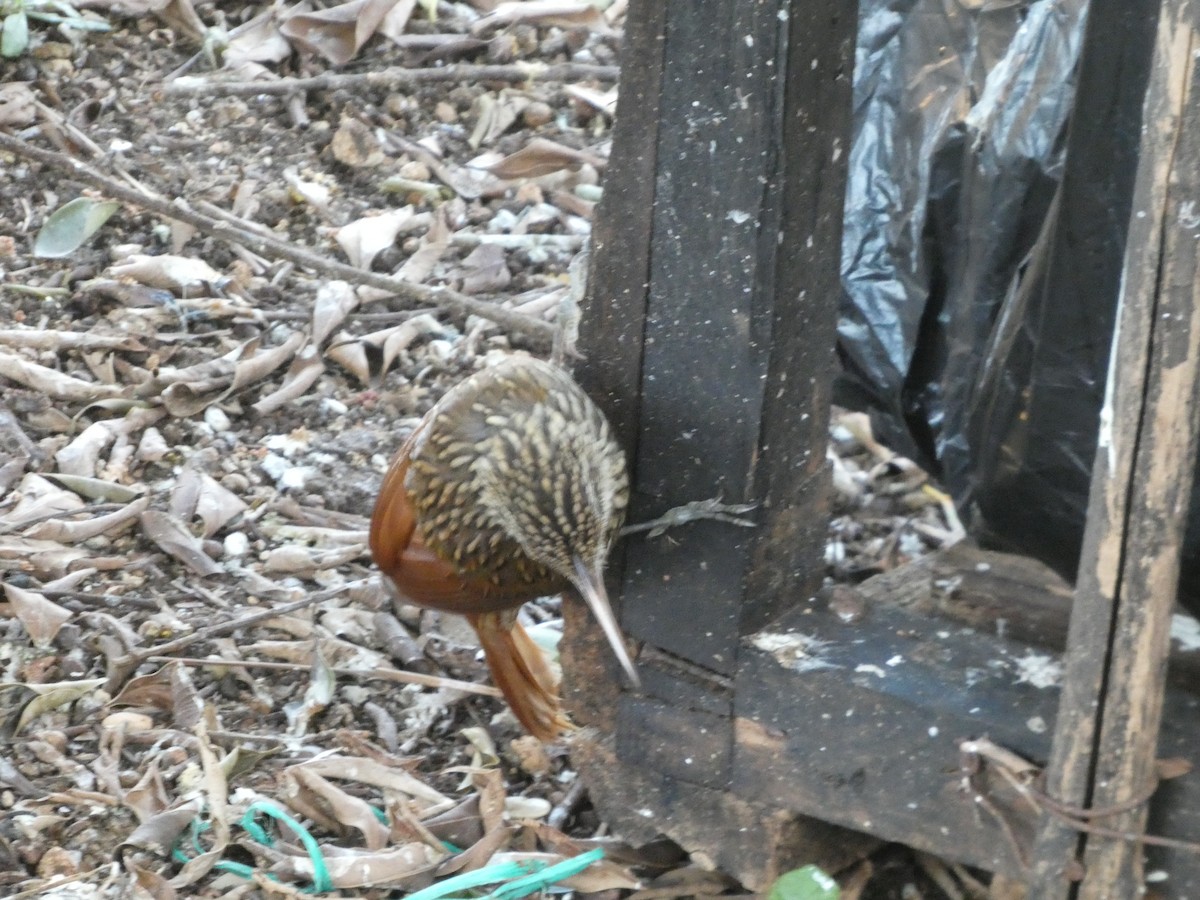 elfenbeinstreløper - ML650602188