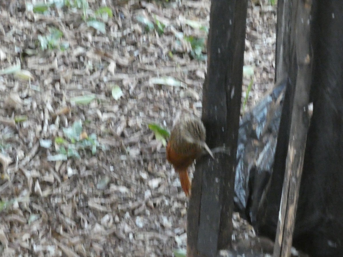 elfenbeinstreløper - ML650602189