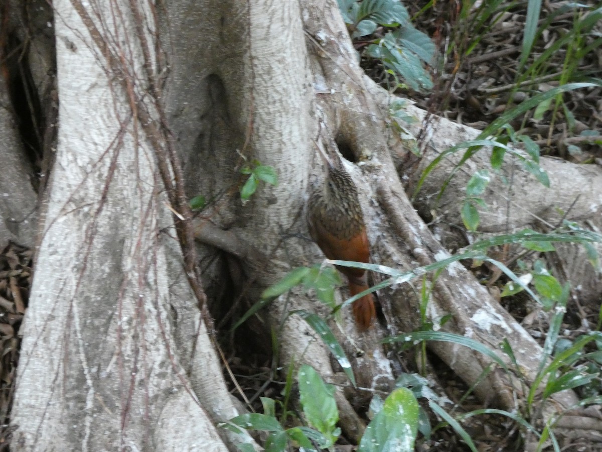 elfenbeinstreløper - ML650602191