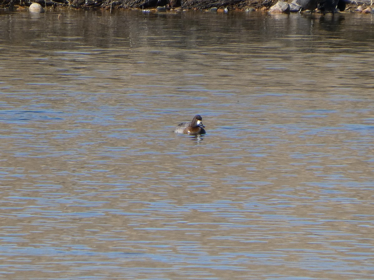 bergand - ML650602192