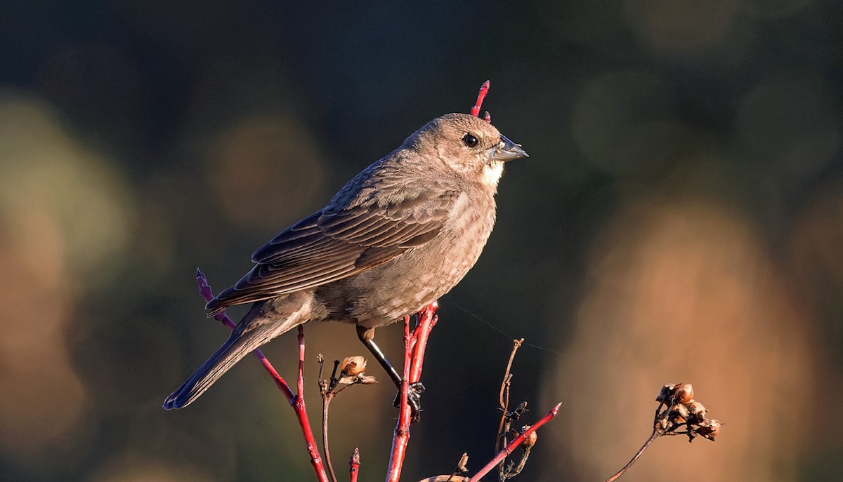 brunhodetrupial - ML650602194