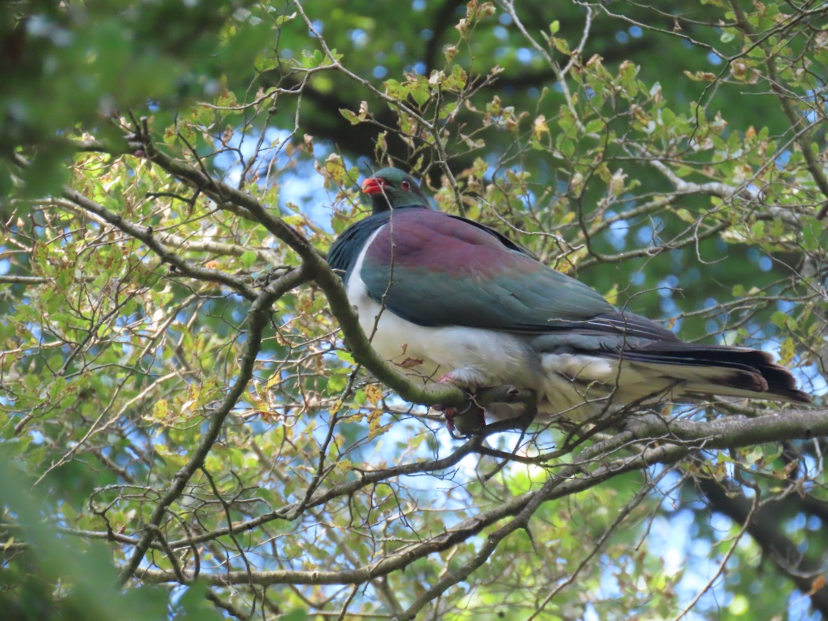 maoridue - ML650602196