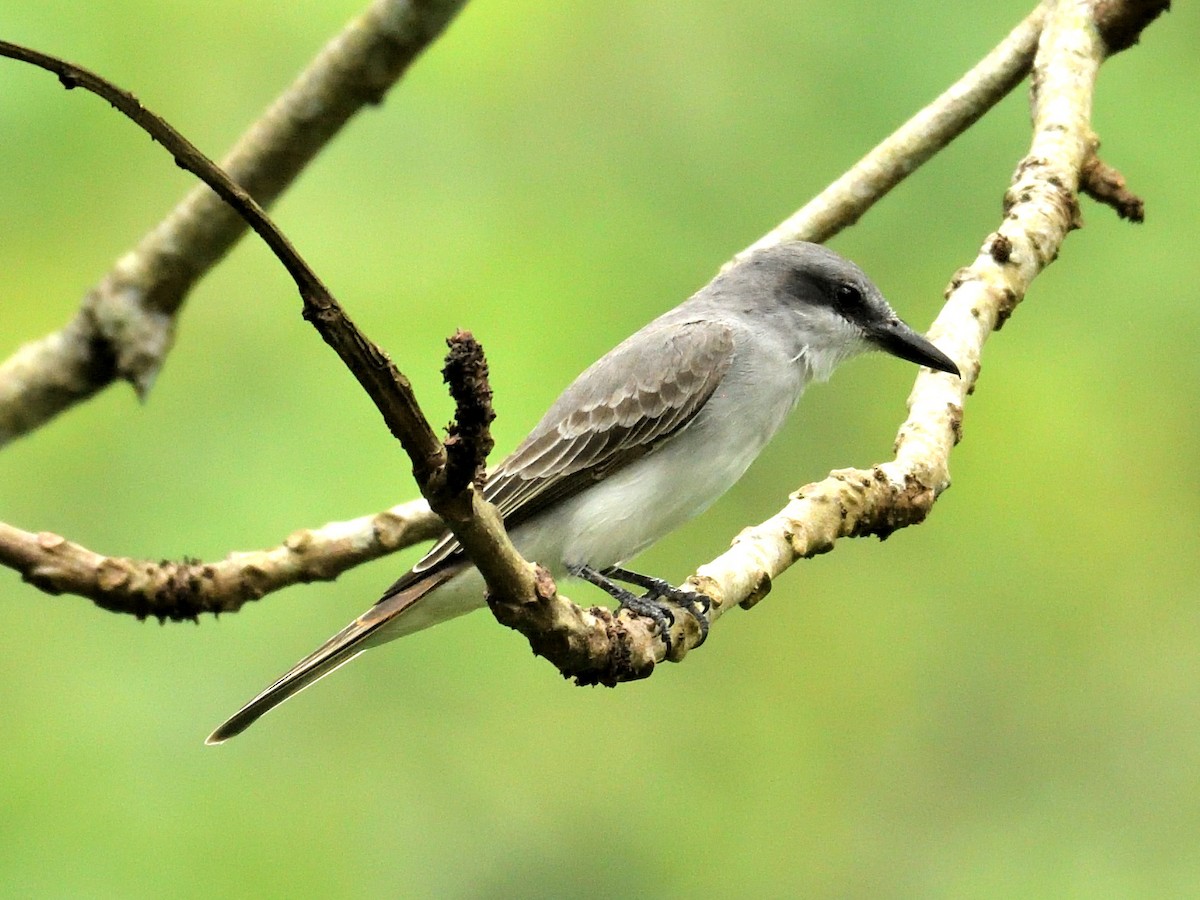 gråkongetyrann - ML650602197