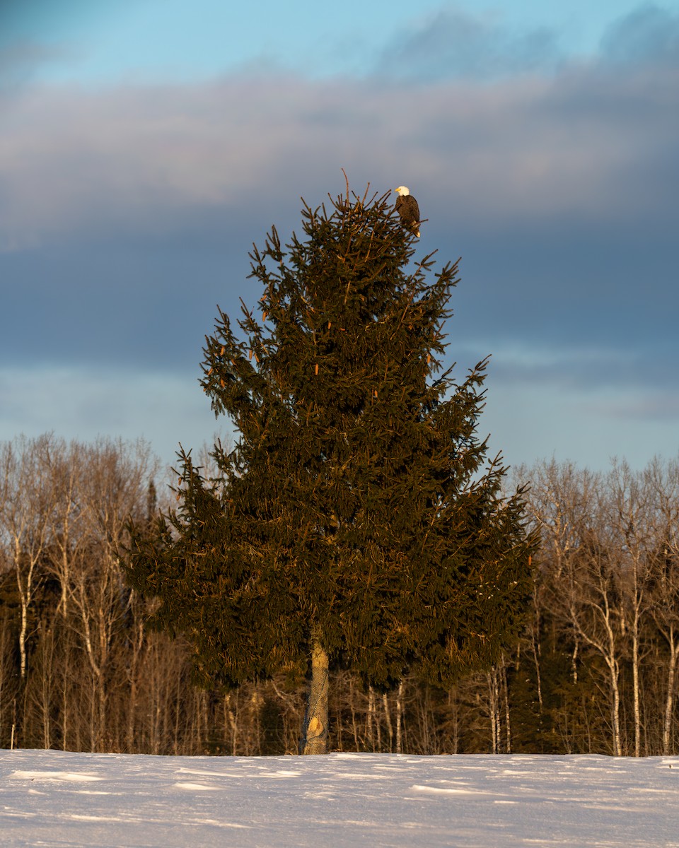 hvithodehavørn - ML650602199