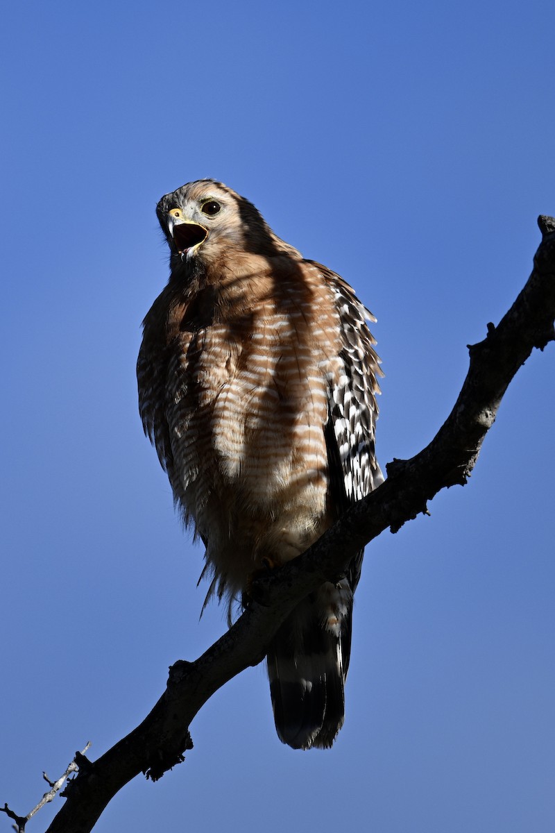 rødvingevåk - ML650602200