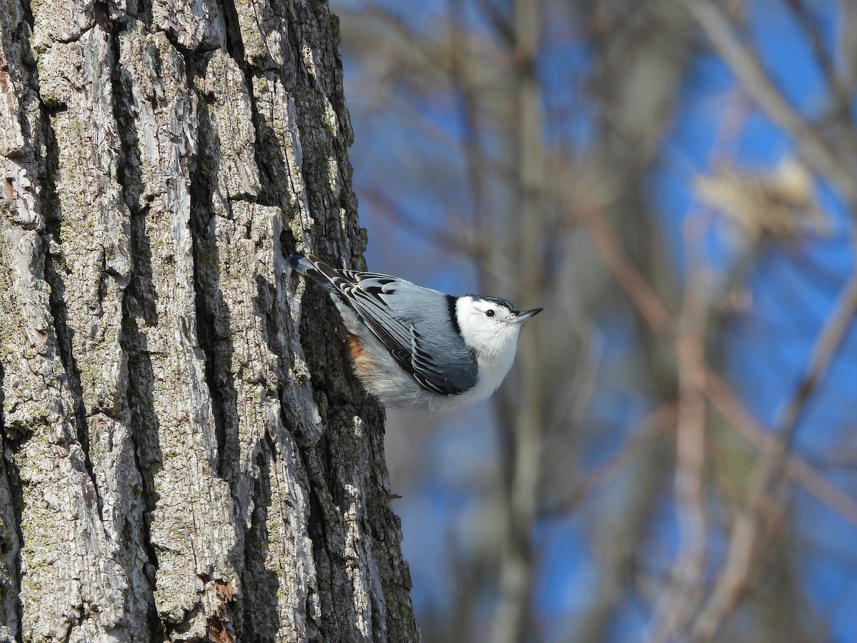 hvitbrystspettmeis - ML650602203