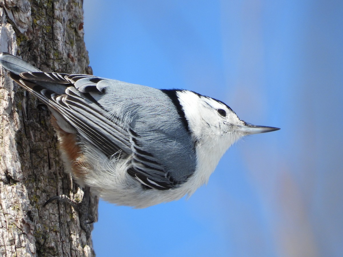 hvitbrystspettmeis - ML650602204