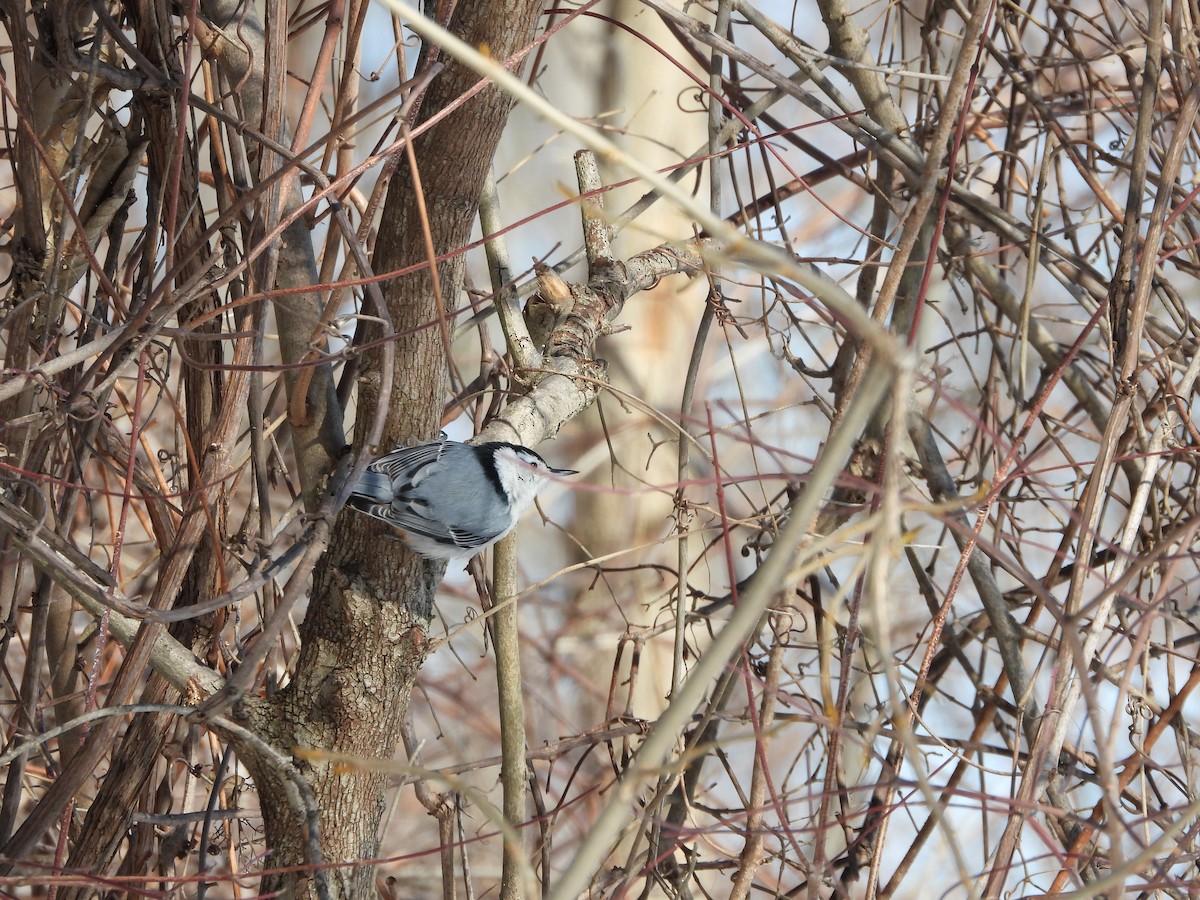 hvitbrystspettmeis - ML650602205