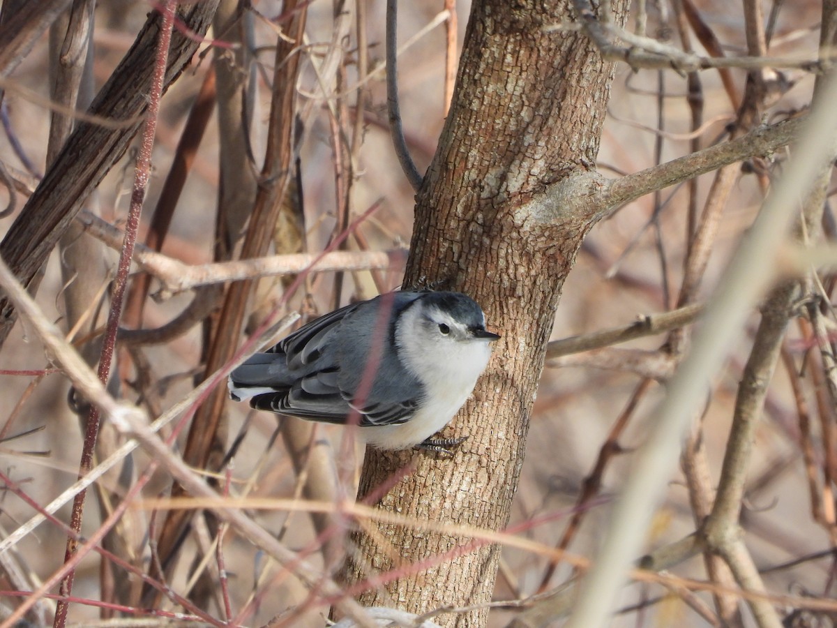 hvitbrystspettmeis - ML650602206