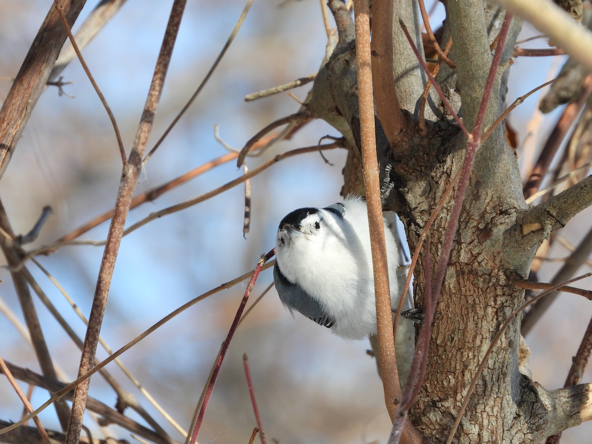 hvitbrystspettmeis - ML650602207