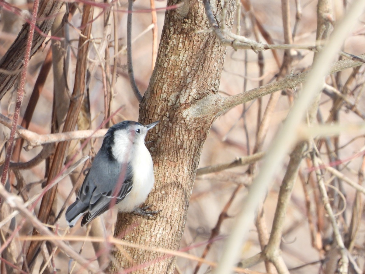 hvitbrystspettmeis - ML650602208