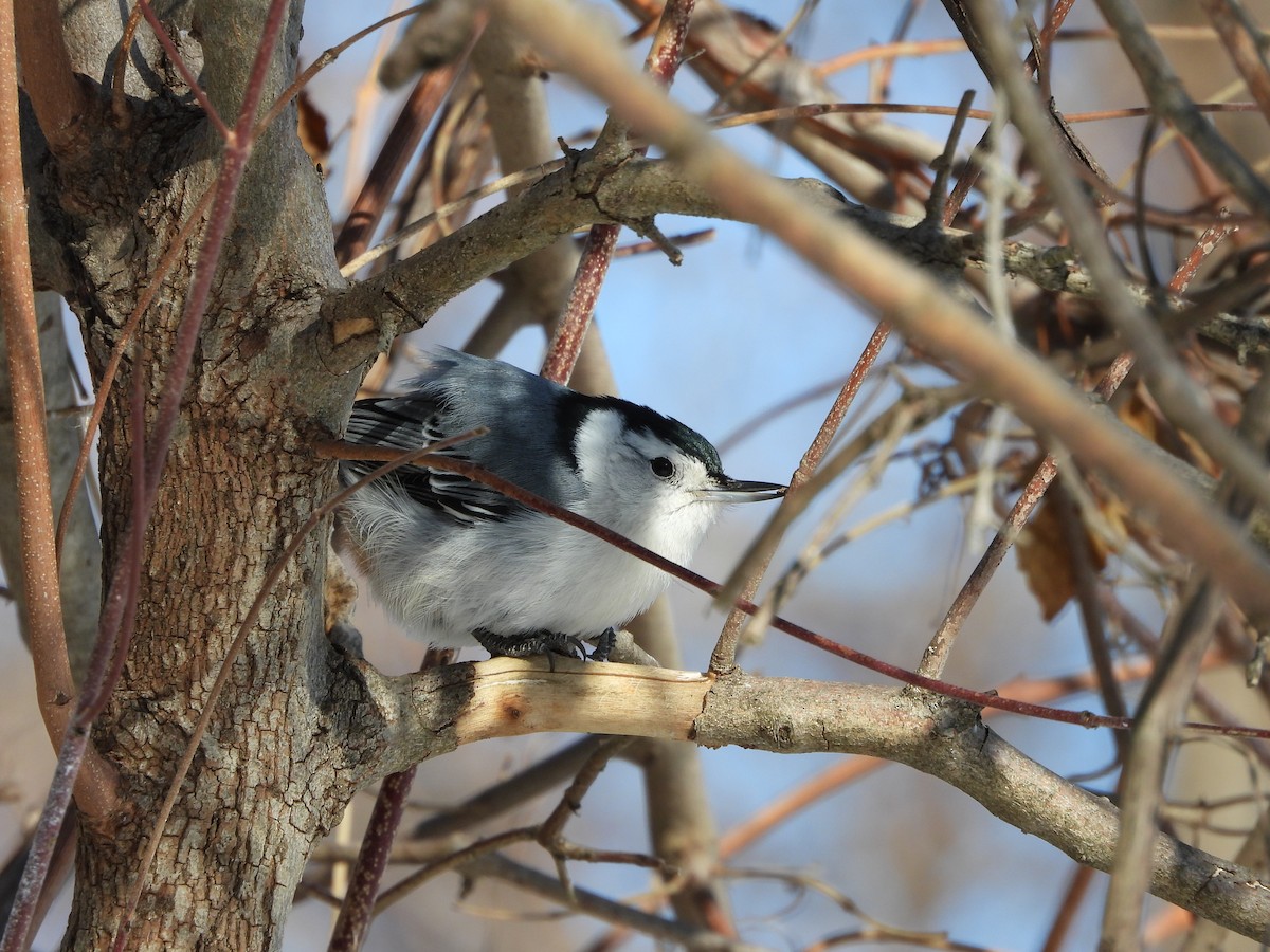 hvitbrystspettmeis - ML650602209