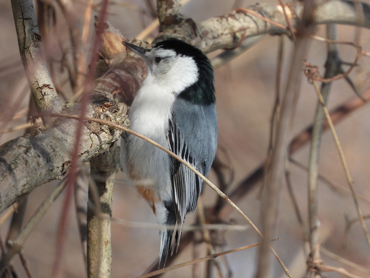 hvitbrystspettmeis - ML650602210