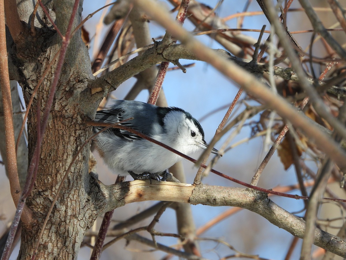 hvitbrystspettmeis - ML650602211