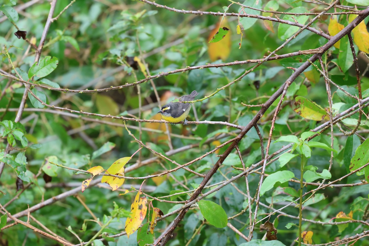 banansmett - ML650602213