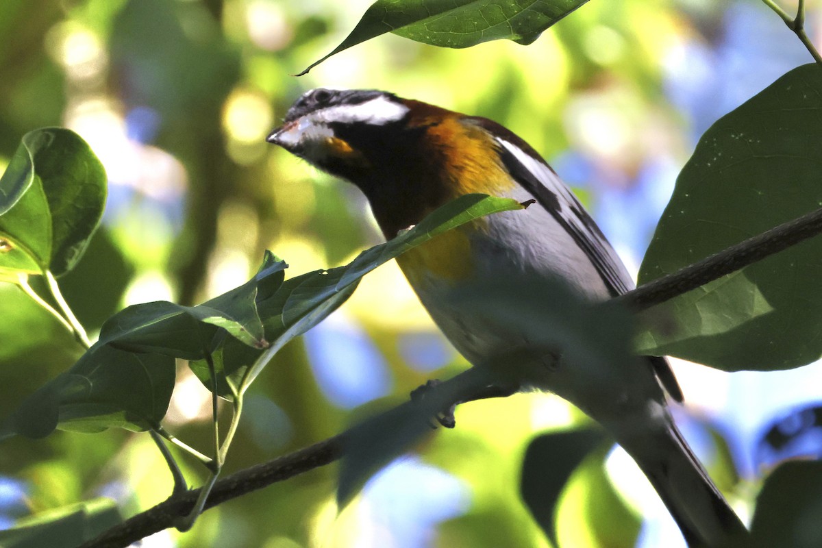 dvergspindalis (benedicti) - ML650602214