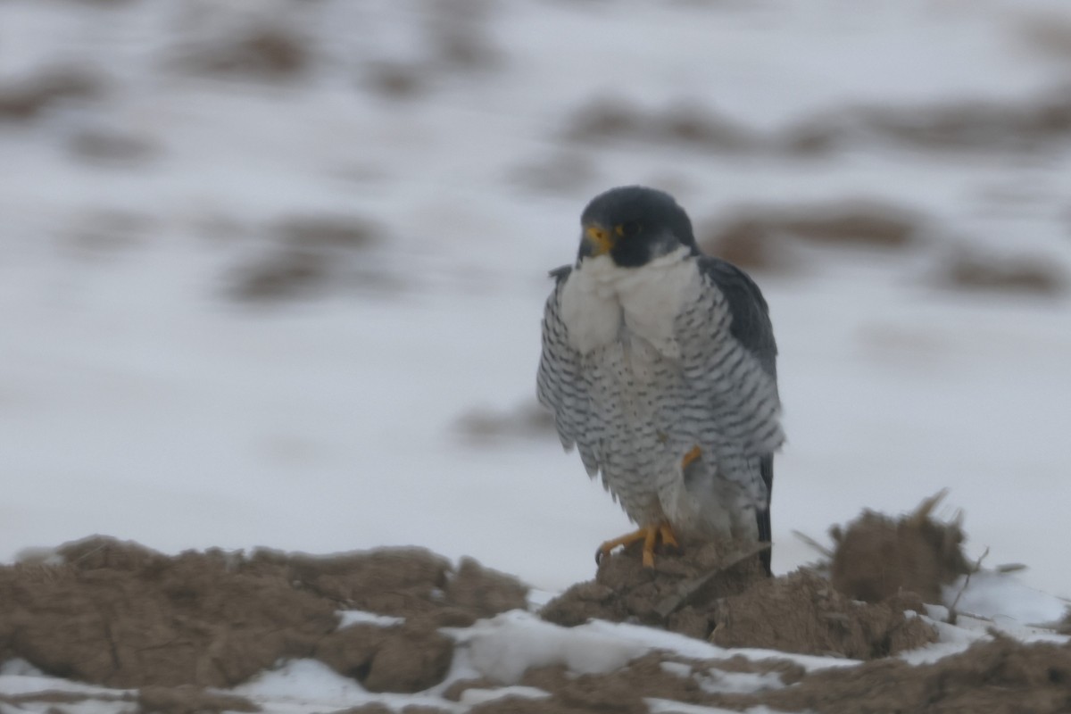 Peregrine Falcon - ML650602228