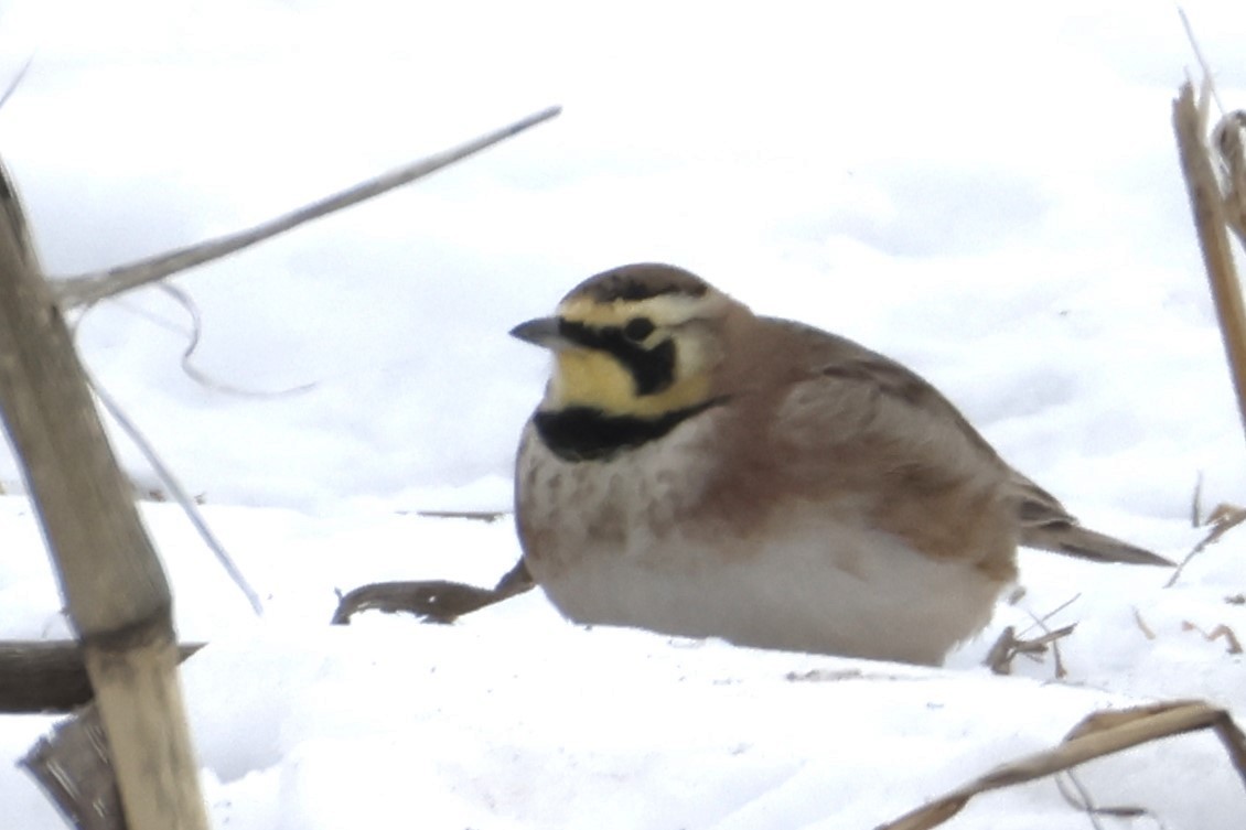 Horned Lark - ML650602235