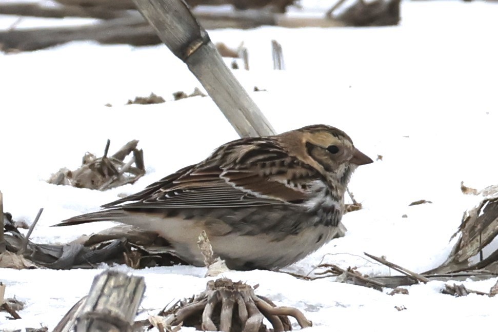 Lapland Longspur - ML650602239