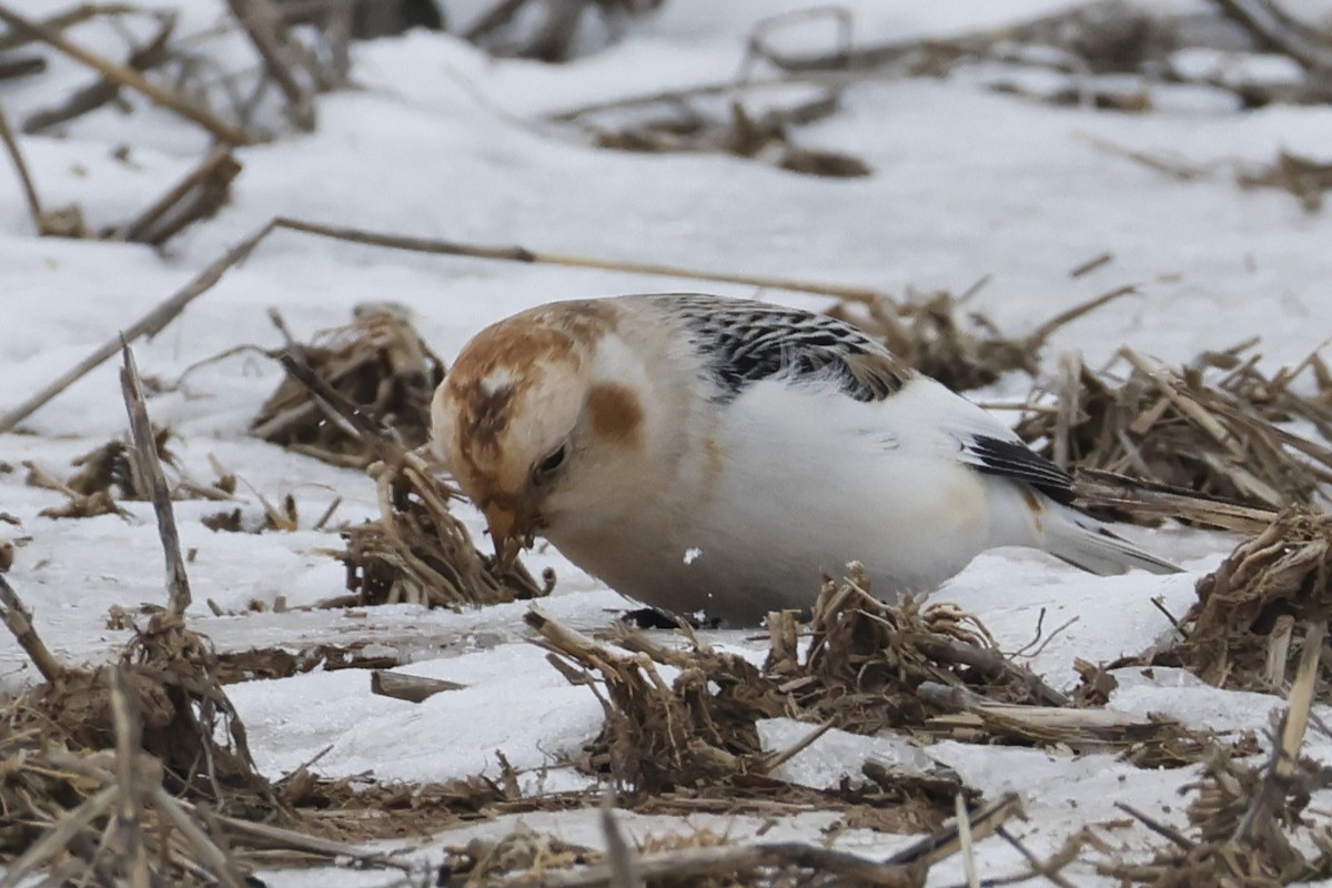 Snow Bunting - ML650602253