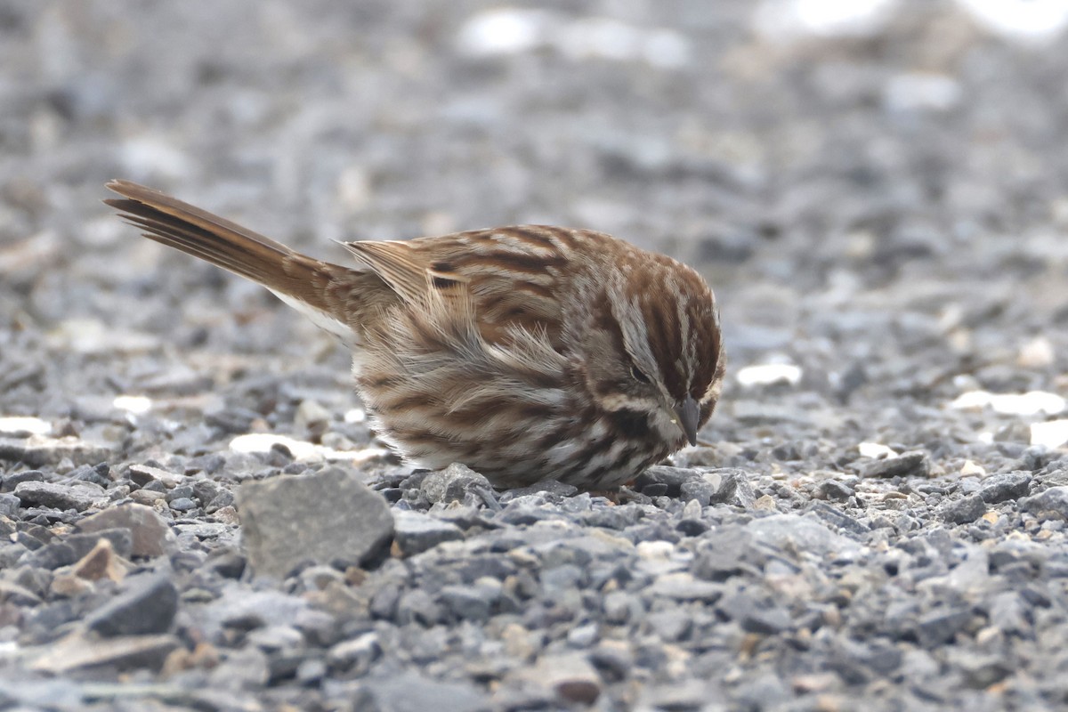 Song Sparrow - ML650602269
