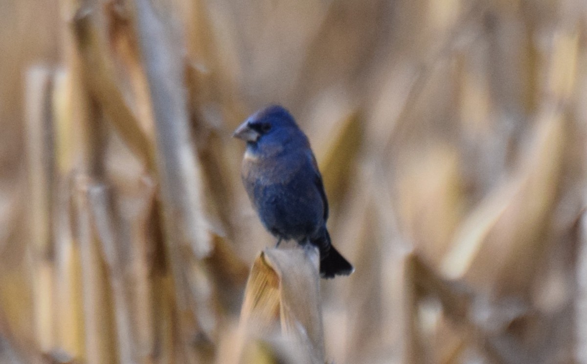 Mavi Çinte - ML650602407