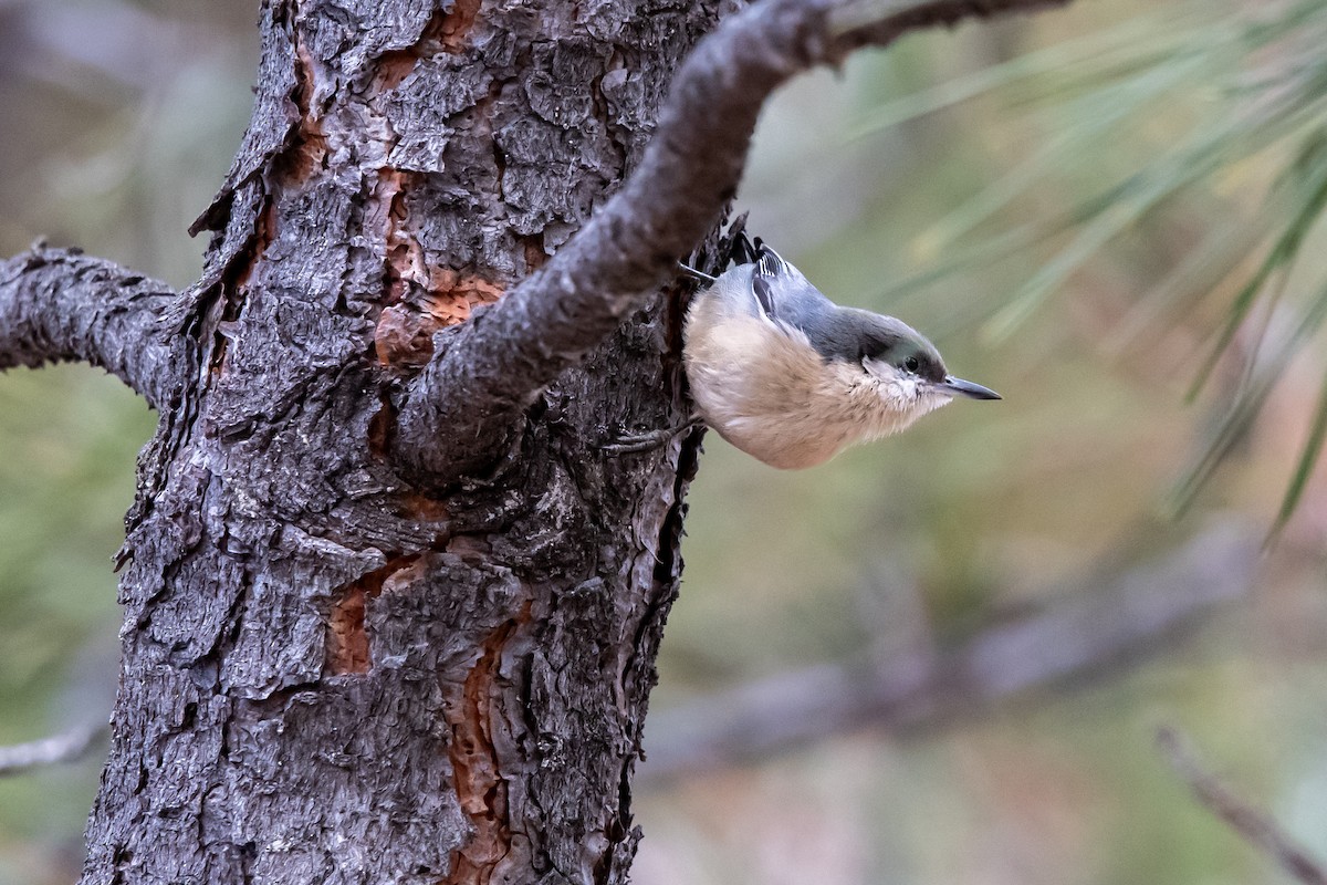 pygméspettmeis - ML650602423