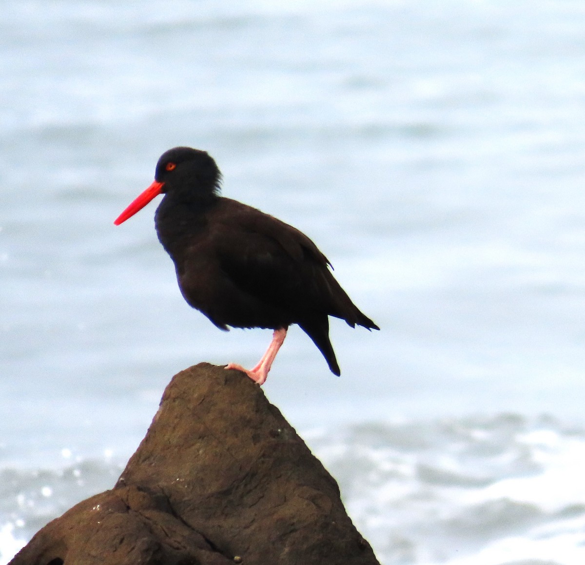 Black Oystercatcher - ML650602520