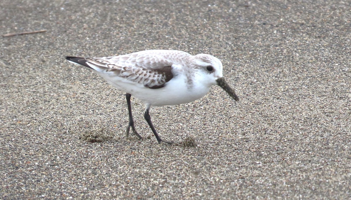 Sanderling - ML650602602