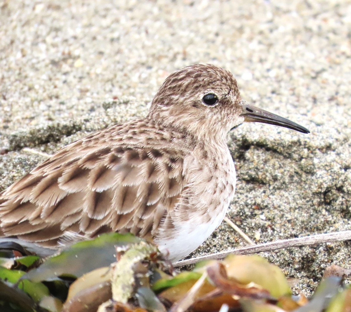 Least Sandpiper - ML650602633