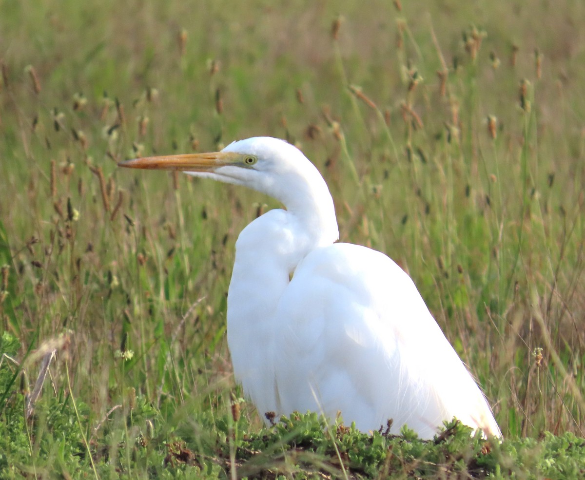 Great Egret - ML650602672