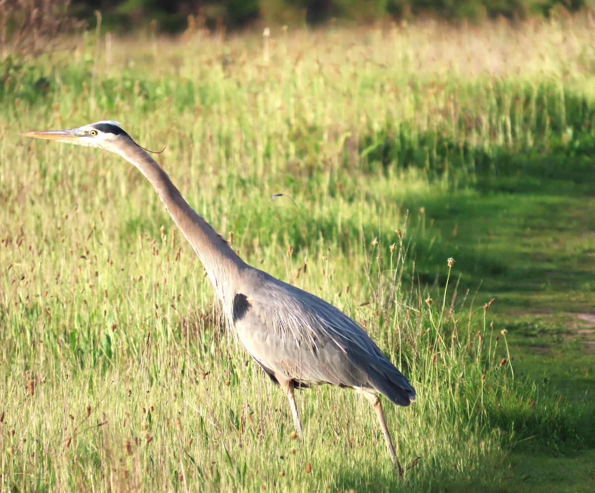 Great Blue Heron - ML650602705