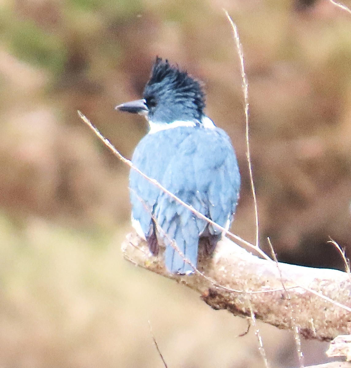 Belted Kingfisher - ML650602751