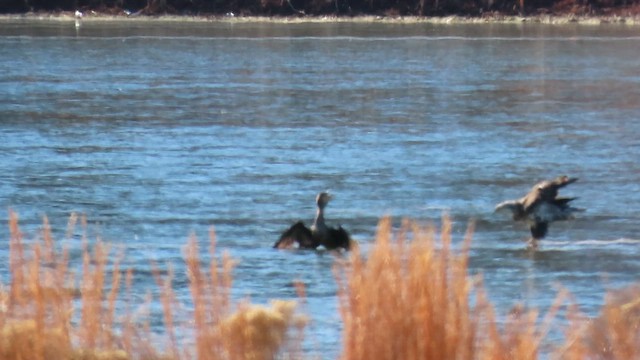 Double-crested Cormorant - ML650602759
